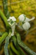 Image result for Microcoelia corallina