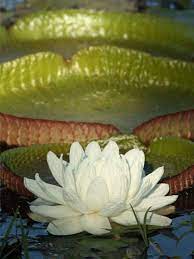 Pin On Water Lilies Nymphaeaceae