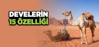 Hayvanlar Neden Yaratildi Hayvanlarin Isimleri Ve Ozellikleri