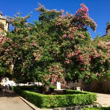 Image result for Ceiba speciosa