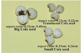 Image result for Coix