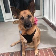 I have (2) cats, jack & goldie. Pet Sitter Dog Walking Reservations Charlotte Nc For Pet Sake