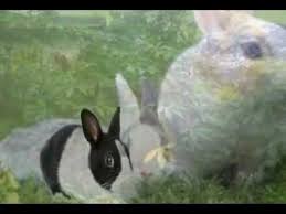 Kelinciku lagu anak populer kumpulan 20 min. Pencipta Lagu Kelinciku Masnurul