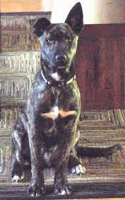 Dutch shepherd and pitbull mix (oxford) dutch shepherd and pitbull mix. List Of Dutch Shepherd Mix Breed Dogs