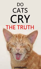 Investigating Cat Crying Do Cats Cry Real Tears The Pets Kb In 2020 Cat Crying Cats Cat Behavior