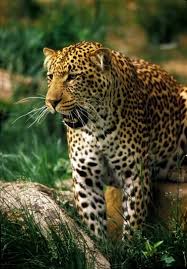 World Visits Tropical Rainforests Green Plants On The Earth Rainforest Animals Endangered Rainforest Animals Animals