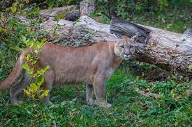 Zaključna vloga je zopet dejanova :). Pumas Und Luchse In Kanada Kanada Reisen Informationsportal