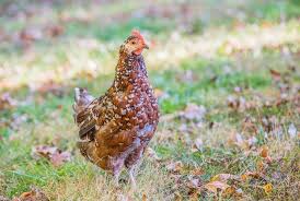 Bought at local feed supply as mystery chicks. Speckled Sussex Breed Guide All You Need To Know Chickens And More