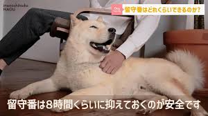 留守番 できる 犬