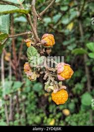 Image result for Rubus ellipticus