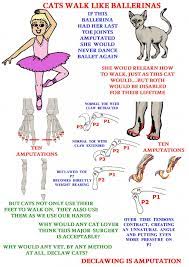 Cats Walk On Their Toes Poc