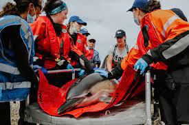 Dolphins rescued, released off Provincetown coast - Boston News, Weather, Sports | WHDH 7News