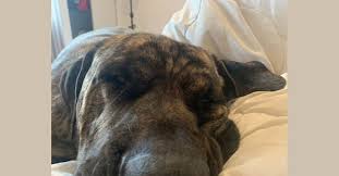 The crosses typically exhibit an inherent instinct to protect their people, making excellent guard dogs. Embark Dog Dna Test Breed