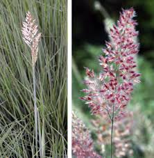 Pampas grass, miscanthus, fescue and more. Ruby Grass Melinus Nerviglumis Wisconsin Horticulture