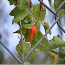 Image result for Kedrostis foetidissima