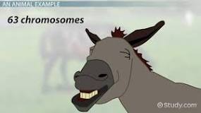 Image result