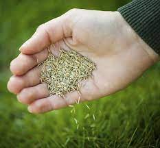 How To Plant Grass Seed In An Existing Lawn Hunker Growing Grass Planting Grass Planting Grass Seed