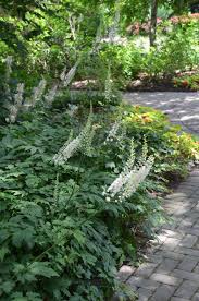 Image result for Acalypha racemosa