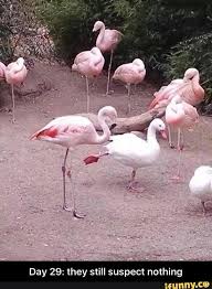 Flamingo Wannabe Duck Flamingo Duck The Way He Looks