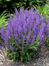 1 Gallon Salvia Nemorosa Caradonna Perennial Sage Sport Of Salvia N Wesuve Aromatic Green Leaves On Erect Purple Black Stems In 2021 Plants Purple Garden Perennials
