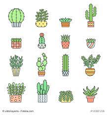 Mark off the width and height of the saguaro cactus. Succulents And Cacti Outline Multicolored Vector Icons Set Modern Minimalistic Cacti Cactus Drawing Cactus Outline Cactus Doodle