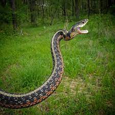 A Very Feisty Common Garter Snake These Are The Most Common Snake Species We Find While Out Looking For Snakes And While This Guy Snake Snake Drawing Species