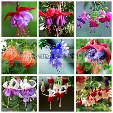 Cheap Bonsai On Sale At Bargain Price Buy Quality Flower Vegetable Seeds Flower Seeds Bulk Seeds Nursery From Chin Fuchsia Seeds Flower Seeds Fuchsia Flower