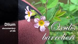 Image result for Oxalis barrelieri