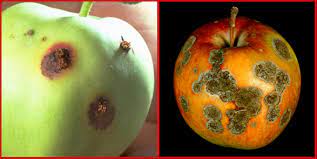 Aim for good air circulation between the branches, and control with a fungicide or. Bagging Apples For Insect And Disease Control Plant Disease Diagnostics Clinic