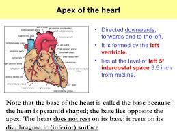 The apex (apex cordis) is directed downward, forward, and to the left, and is overlapped by the left lung and pleura: External Features Of Heart