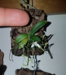 Image result for Mystacidium venosum