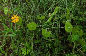 Image result for Hymenodictyon parvifolium