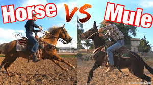 Mules were even able to survive on unusual food, such as bamboo leaves and other locally available forage. The Epic Battle Mule Vs Horse Which Is Best For You