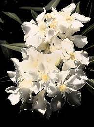 Oleander Oleander Plants White Oleander Plants
