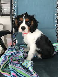Check spelling or type a new query. Cavalier King Charles Spaniel Puppies For Sale Lakeland Fl 283289