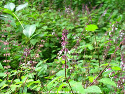 Image result for Orthosiphon thymiflorus