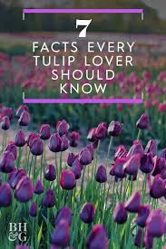 7 Amazing Facts Every Tulip Lover Should Know Planting Tulips Growing Tulips Tulips