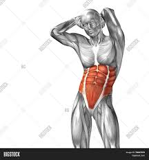 Read more about chest muscle anatomy on wikipedia. Concept Conceptual 3d Image Photo Free Trial Bigstock