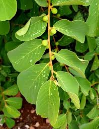 Image result for Bridelia mollis