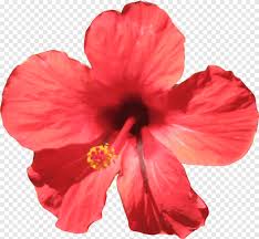 Bunga raya literally means celebratory flower. it became malaysia's national flower in 1960. Hibiscus Flower Pink Hibiscus Rosa Sinensis Flower In Bloom Png Pngegg