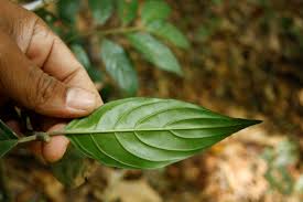 Image result for Lasianthus