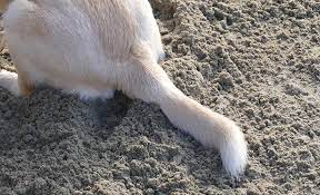Injured Broken Dog Tail Common Symptoms Causes Treatments