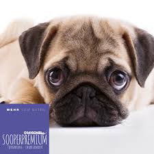 Er ist heute schon ein ausgewachsener junge … Hundefutter Super Premium Lachs Fur Kleine Hunde