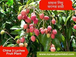 Maybe you would like to learn more about one of these? The Best China Three Lychee Trees For Sale 2021