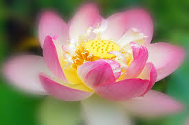 Lotus Flower Meaning Flower Meaning