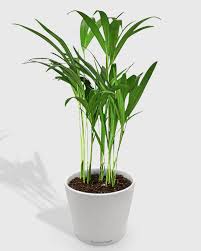 Image result for Dypsis lutescens