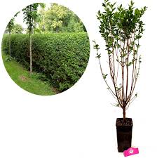 Image result for ligustrum ovalifolium