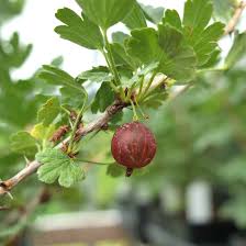 Image result for Eriosema angolense