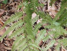 Image result for Microlepia