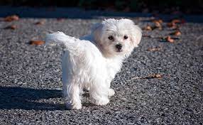 Le Bichon Maltais Chien Miniature Caractere Origine Conseils D Elevage Sante